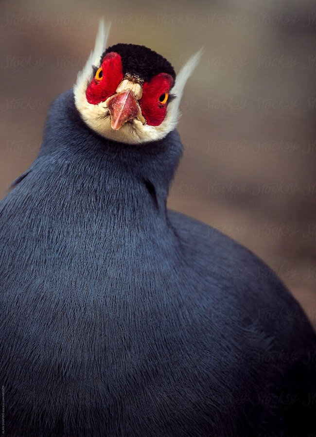 Loài gà lạ, mặt đỏ tía tai, tiếng kêu vang xa gần 2km, giá 15 triệu đồng/cặp-10