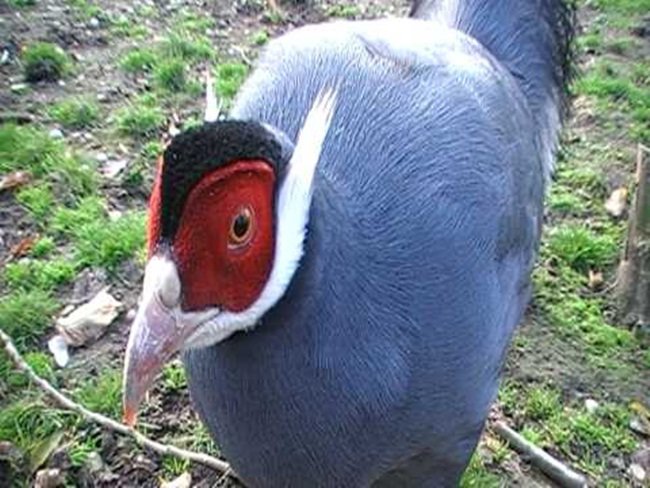 Loài gà lạ, mặt đỏ tía tai, tiếng kêu vang xa gần 2km, giá 15 triệu đồng/cặp-11