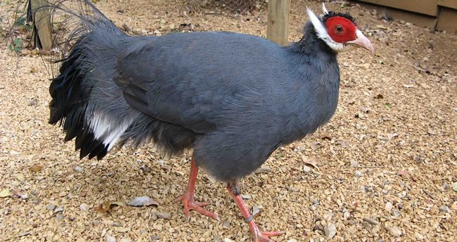 Loài gà lạ, mặt đỏ tía tai, tiếng kêu vang xa gần 2km, giá 15 triệu đồng/cặp-12