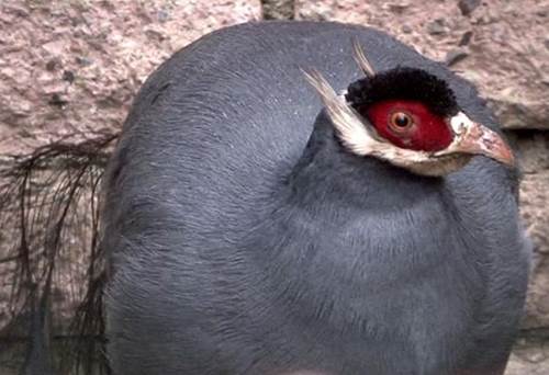 Loài gà lạ, mặt đỏ tía tai, tiếng kêu vang xa gần 2km, giá 15 triệu đồng/cặp-2