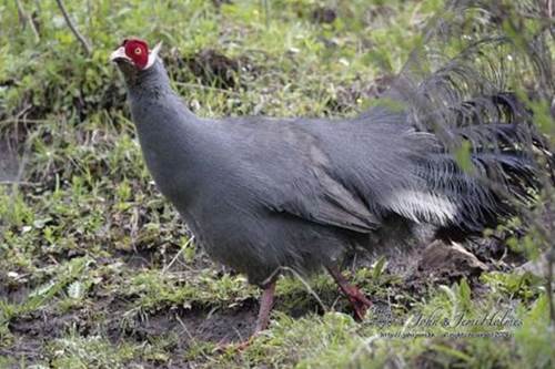 Loài gà lạ, mặt đỏ tía tai, tiếng kêu vang xa gần 2km, giá 15 triệu đồng/cặp-4