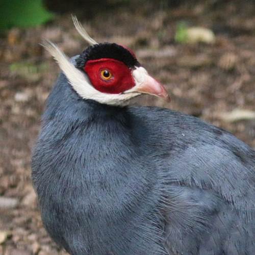 Loài gà lạ, mặt đỏ tía tai, tiếng kêu vang xa gần 2km, giá 15 triệu đồng/cặp-5