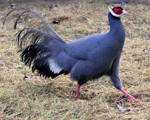 Loài gà lạ, mặt đỏ tía tai, tiếng kêu vang xa gần 2km, giá 15 triệu đồng/cặp-6