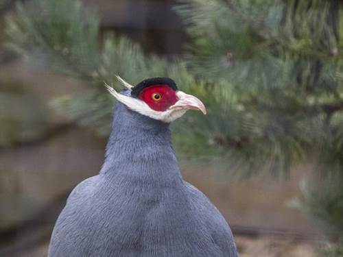 Loài gà lạ, mặt đỏ tía tai, tiếng kêu vang xa gần 2km, giá 15 triệu đồng/cặp-7