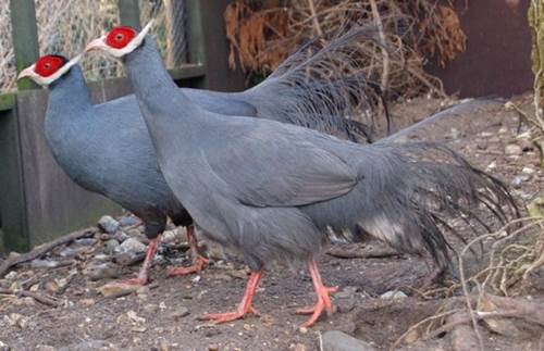 Loài gà lạ, mặt đỏ tía tai, tiếng kêu vang xa gần 2km, giá 15 triệu đồng/cặp-8