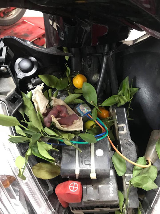 Nằm mơ thấy có người báo mộng chạy xe chậm thôi, chàng trai linh tính mở cốp xe và thấy hình ảnh bất ngờ đến bủn rủn chân tay-2