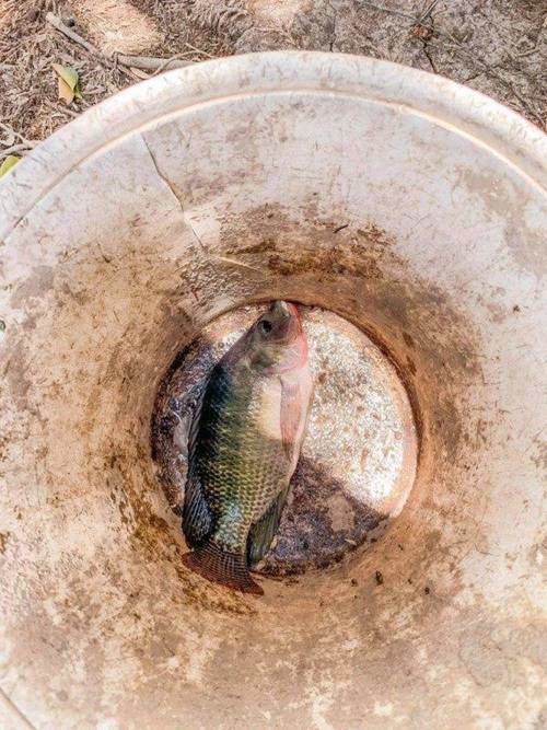 Mỹ nhân chán phố về quê: Lý Nhã Kỳ làm nông trường, Minh Hằng mua đất trồng cây, nuôi cá-4