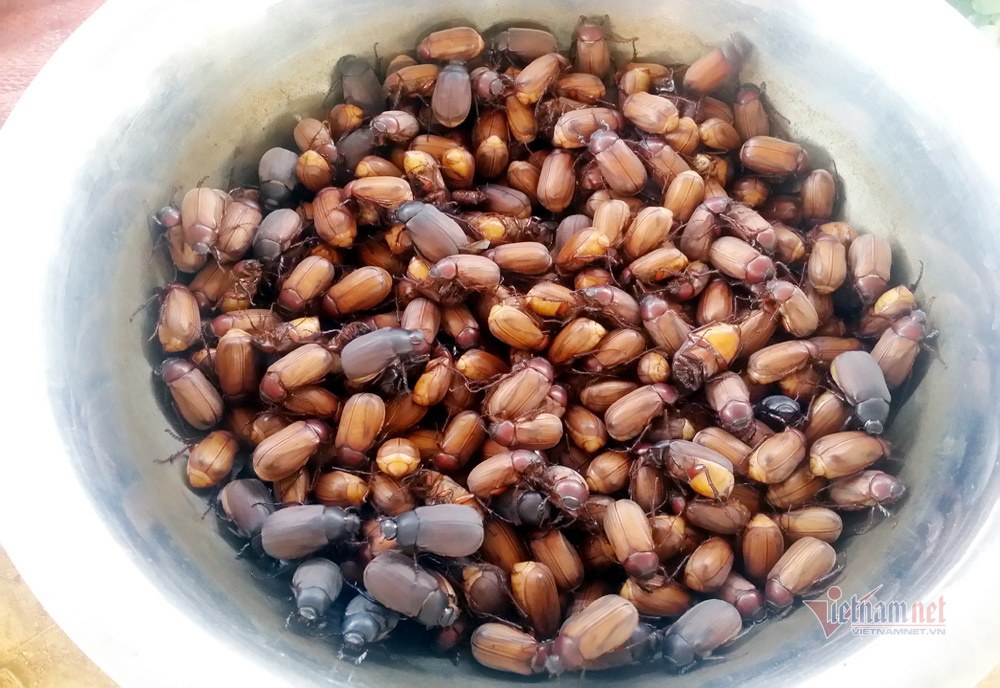 Khu chợ côn trùng bán đầy bọ xít, châu chấu... hiếm có Việt Nam-1