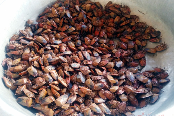 Châu chấu trứng 150 nghìn/kg, muốn ăn phải đăng ký chờ ưu tiên-4