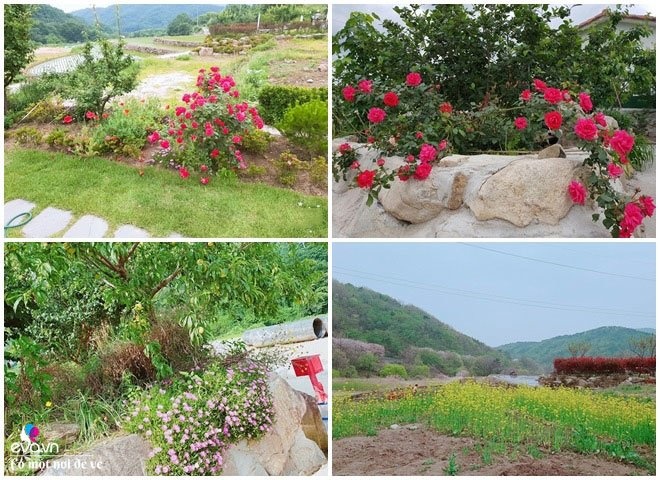 Thương vợ liệt nằm 1 chỗ, cụ ông Hàn Quốc xây cả khu vườn khiến con dâu Việt thán phục-5