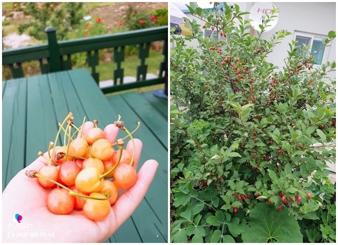 Thương vợ liệt nằm 1 chỗ, cụ ông Hàn Quốc xây cả khu vườn khiến con dâu Việt thán phục-14