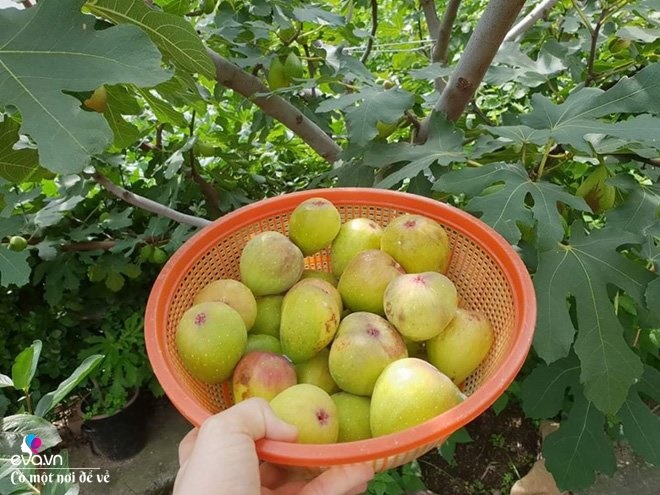 Thương vợ liệt nằm 1 chỗ, cụ ông Hàn Quốc xây cả khu vườn khiến con dâu Việt thán phục-15