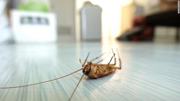 Dịch vụ đặc biệt cho những trái tim tan vỡ vào Valentine: Đặt tên người yêu cũ cho gián rồi để nó làm bữa tối của các con vật khác-2