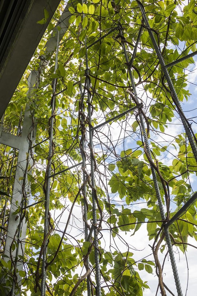 Nhà 3 tầng ở Sài Gòn khiến báo Tây bất ngờ vì đẹp như rừng nhiệt đới-9