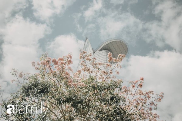 Sài Gòn trở nên khác lạ khi hoa Kèn hồng nở rộ, lạ thay đến hơn nửa người Sài Gòn chẳng biết đến sự tồn tại của loài hoa này?-2