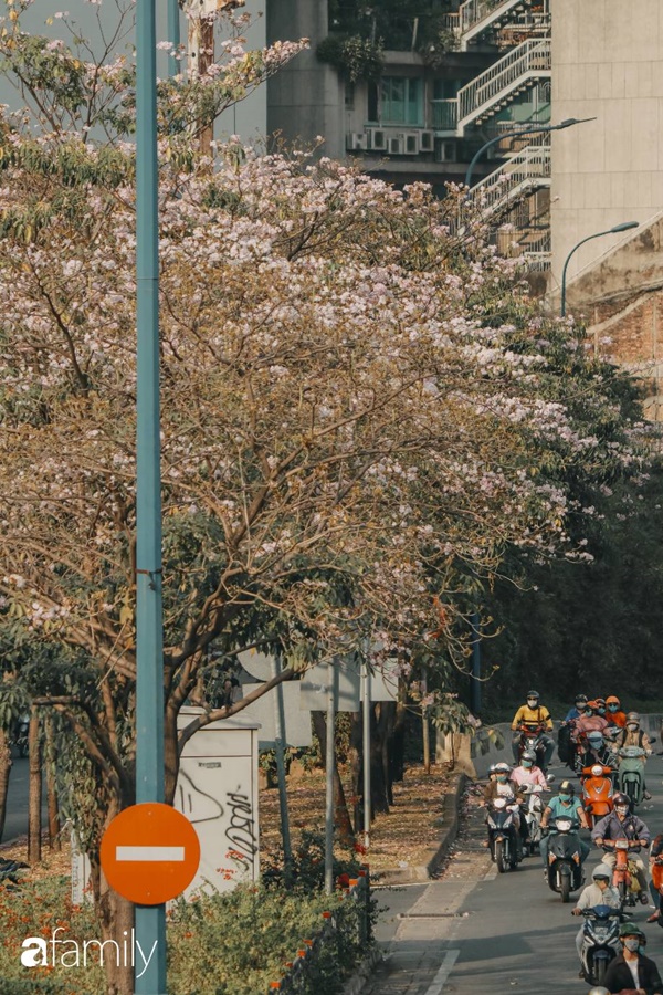 Sài Gòn trở nên khác lạ khi hoa Kèn hồng nở rộ, lạ thay đến hơn nửa người Sài Gòn chẳng biết đến sự tồn tại của loài hoa này?-7