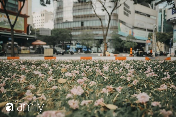 Sài Gòn trở nên khác lạ khi hoa Kèn hồng nở rộ, lạ thay đến hơn nửa người Sài Gòn chẳng biết đến sự tồn tại của loài hoa này?-9