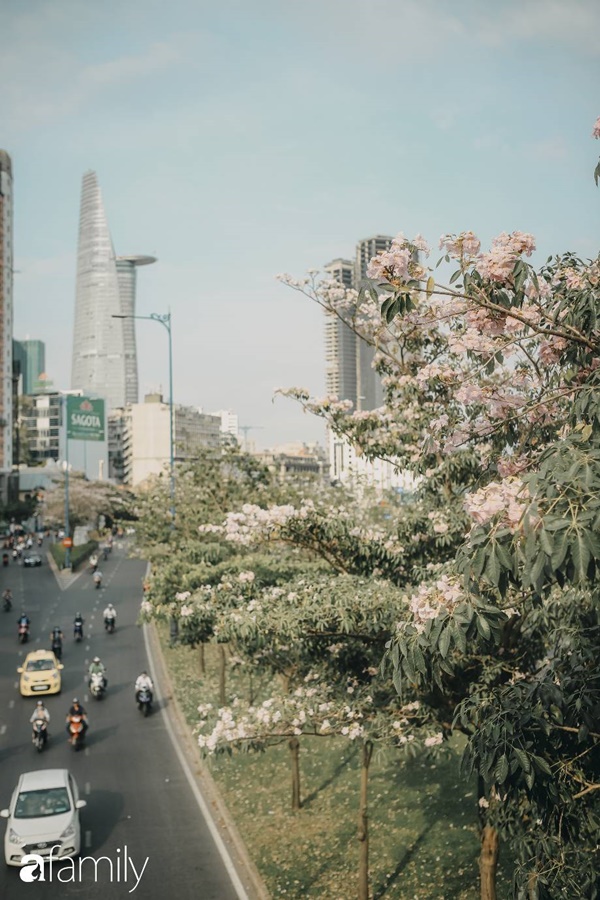 Sài Gòn trở nên khác lạ khi hoa Kèn hồng nở rộ, lạ thay đến hơn nửa người Sài Gòn chẳng biết đến sự tồn tại của loài hoa này?-10