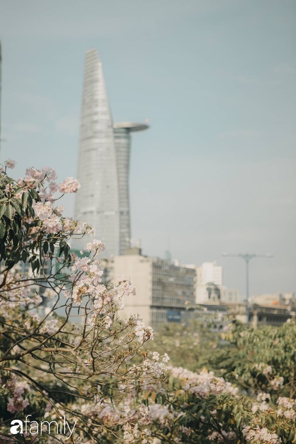 Sài Gòn trở nên khác lạ khi hoa Kèn hồng nở rộ, lạ thay đến hơn nửa người Sài Gòn chẳng biết đến sự tồn tại của loài hoa này?-11