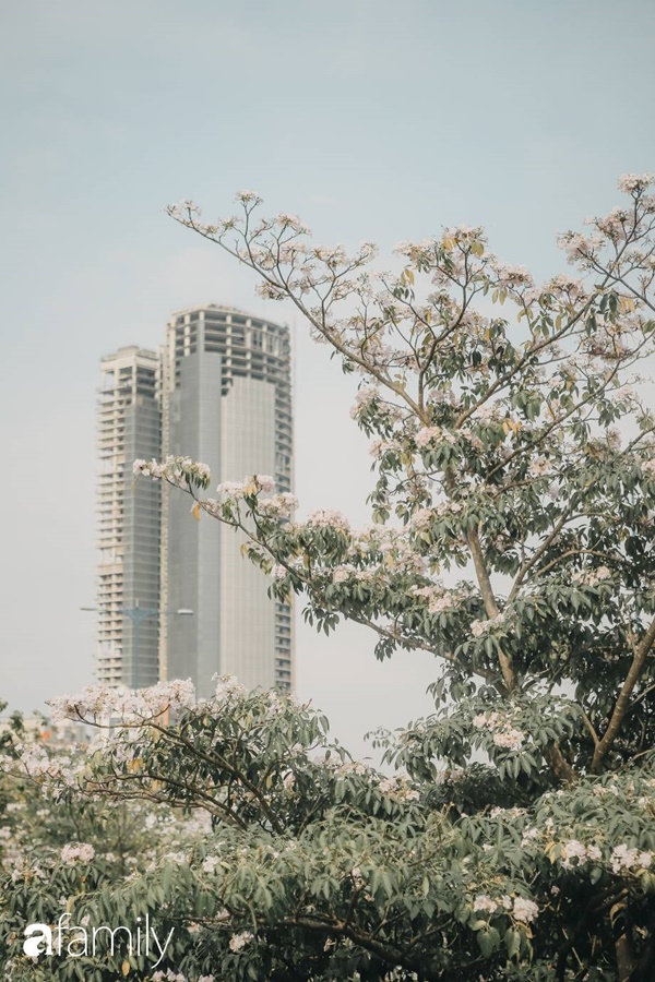 Sài Gòn trở nên khác lạ khi hoa Kèn hồng nở rộ, lạ thay đến hơn nửa người Sài Gòn chẳng biết đến sự tồn tại của loài hoa này?-12