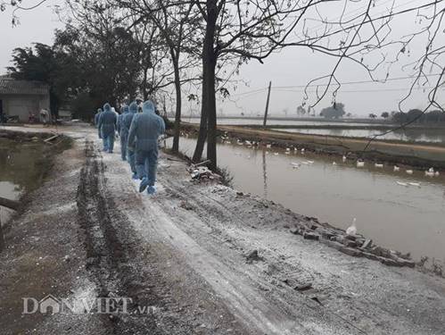 Cám cảnh nơi ổ dịch cúm A/H5N6 đầu tiên phát hiện ở Hà Nội-2
