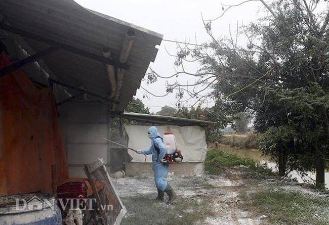 Cám cảnh nơi ổ dịch cúm A/H5N6 đầu tiên phát hiện ở Hà Nội-4