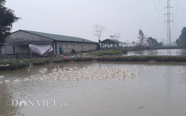 Cám cảnh nơi ổ dịch cúm A/H5N6 đầu tiên phát hiện ở Hà Nội-10