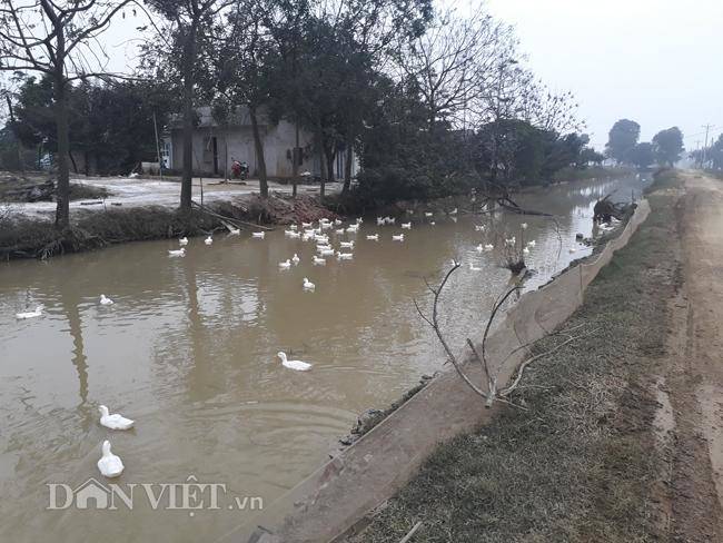 Cám cảnh nơi ổ dịch cúm A/H5N6 đầu tiên phát hiện ở Hà Nội-12
