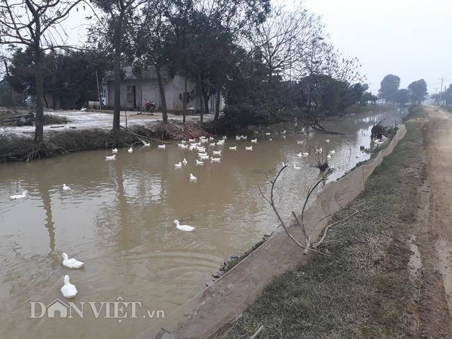 Cám cảnh nơi ổ dịch cúm A/H5N6 đầu tiên phát hiện ở Hà Nội-12