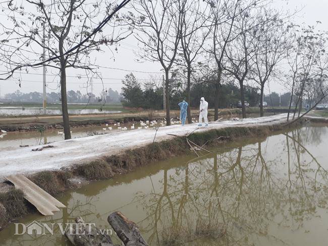 Cám cảnh nơi ổ dịch cúm A/H5N6 đầu tiên phát hiện ở Hà Nội-15