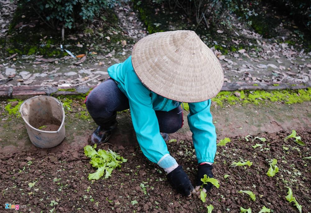 Rau xanh khan hiếm, giá tăng gấp đôi ngay tại vườn-2