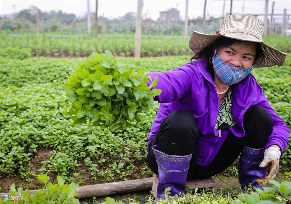 Rau xanh khan hiếm, giá tăng gấp đôi ngay tại vườn-3