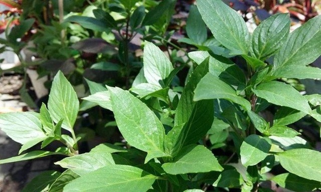 Trồng loại cây này trong nhà, muỗi không bao giờ dám bén mảng dù thời tiết đang rất thuận lợi để chúng sinh sôi-3