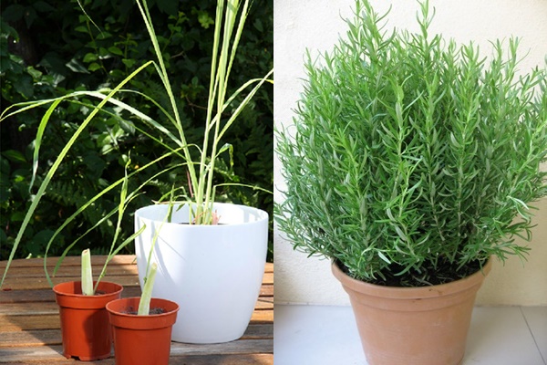 Nhà nhiều gián bạn hãy trồng ngay những loại cây này-5