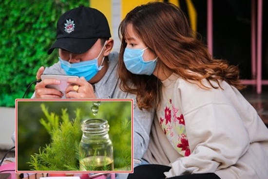 Nhỏ 1 giọt tinh dầu tràm vào khẩu trang để phòng virus corona: Chuyên gia nói gì?