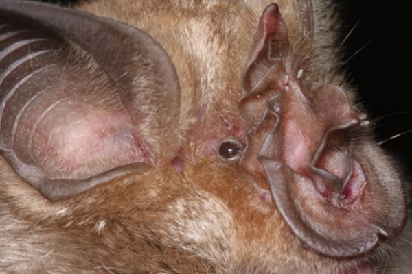 Nhật Bản công bố ca tử vong đầu tiên vì virus corona-2