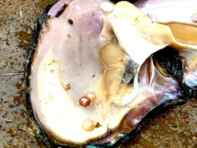 Kho ngọc quý giấu dưới bùn của anh thợ mộc trên Tây Nguyên-2