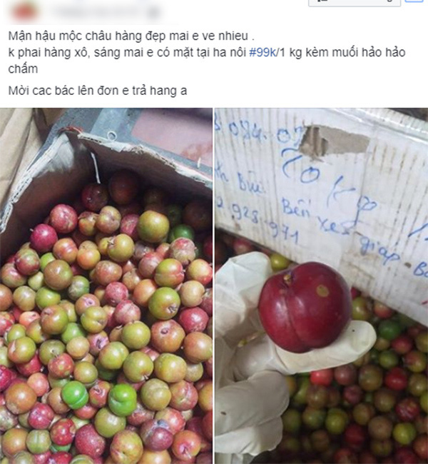 Loạn giá mận Mộc Châu trái mùa bán trên chợ mạng, tiểu thương nhét túi vài triệu/ngày-3