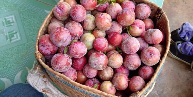 Loạn giá mận Mộc Châu trái mùa bán trên chợ mạng, tiểu thương nhét túi vài triệu/ngày-6