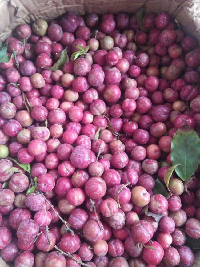 Loạn giá mận Mộc Châu trái mùa bán trên chợ mạng, tiểu thương nhét túi vài triệu/ngày-7