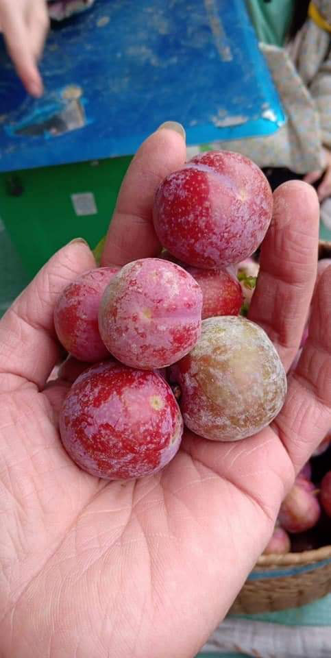 Loạn giá mận Mộc Châu trái mùa bán trên chợ mạng, tiểu thương nhét túi vài triệu/ngày-8