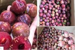 Mận đầu mùa giá chát, tiểu thương Hà Nội hét giá 200 nghìn đồng/kg-4