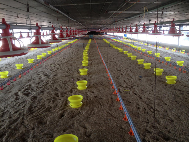 Giá thịt gà rớt thảm hại, thấp hơn giá rau muống-1