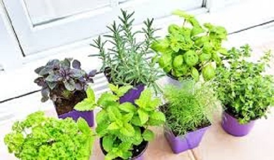 Nhà nhiều gián bạn hãy trồng ngay những loại cây này-3