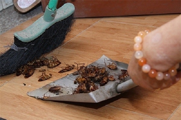 Nhà nhiều gián bạn hãy trồng ngay những loại cây này-4