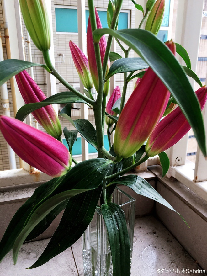 Chuyện tình Chúc Anh Đài - Mã Văn Tài đời thực: Chàng si mê nàng gần 30 mùa Valentine không đổi-7