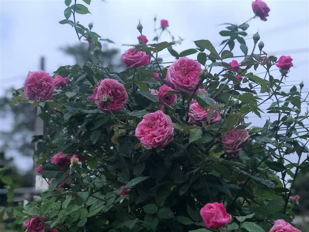 Vườn hồng 400 loài đẹp ngẩn ngơ của kỹ sư bỏ phố về núi-3