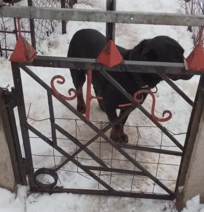 Hào hứng chuẩn bị đưa cháu trai 4 tuổi đi chơi, bà nội gào thét hoảng loạn, bất lực nhìn cháu chết tức tưởi vì con thú cưng của gia đình-1