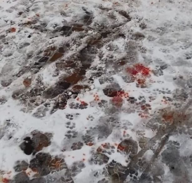 Hào hứng chuẩn bị đưa cháu trai 4 tuổi đi chơi, bà nội gào thét hoảng loạn, bất lực nhìn cháu chết tức tưởi vì con thú cưng của gia đình-2