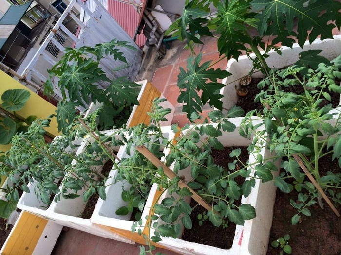 Đã mắt với vườn rau trong thùng xốp ăn không xuể của mẹ đảm Hà thành-3